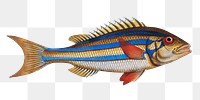 Blue-striped Gilt-head png sticker, fish vintage illustration, transparent background