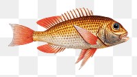 Png fish vintage illustration, transparent background