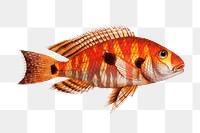 Png fish vintage illustration, transparent background