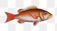 Dogs-tooth (Sparus Cynodon) png sticker, fish vintage illustration, transparent background