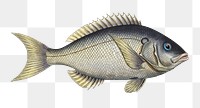 Sparus tetracanthus png sticker, fish vintage illustration, transparent background