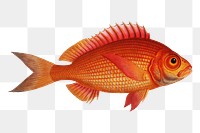 Goggle-eye (Sparus macrophthalmus) png sticker, fish vintage illustration, transparent background