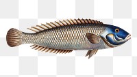 Blue-head (Labrus cyanocephalus) png sticker, fish vintage illustration, transparent background