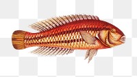 Png fish vintage illustration, transparent background