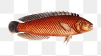 Png fish vintage illustration, transparent background