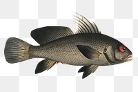 Black-Umber (Sciaena nigra) png sticker, fish vintage illustration, transparent background