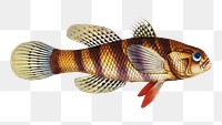 Great-scaled Umber (Sciaena macrollpidota) png sticker, fish vintage illustration, transparent background