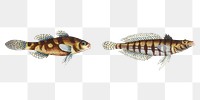 Various fishes png sticker, fish vintage illustration, transparent background