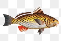  Bearded Umber (Sciaena cirrosa) png sticker, fish vintage illustration, transparent background