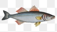 Basse (Sciaena Labrax) png sticker, fish vintage illustration, transparent background