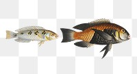 Various fishes png sticker, fish vintage illustration, transparent background