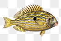 Png fish vintage illustration, transparent background