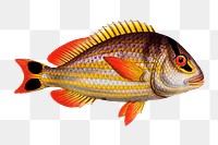 Png fish vintage illustration, transparent background