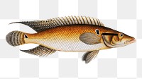 Stone-Perch (Perca saxatilis) png sticker, fish vintage illustration, transparent background