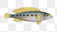 Png fish vintage illustration, transparent background