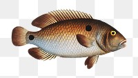 Png fish vintage illustration, transparent background