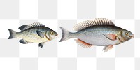 Silver-Perch & Japanese Perch png sticker, fish vintage illustration, transparent background