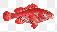 Hind (Perca Guttata) png sticker, fish vintage illustration, transparent background