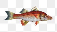 Eleven-ray (Sciaena undecimalis) png sticker, fish vintage illustration, transparent background