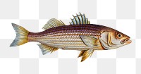 Lineated Umber (Sciaena lineata) png sticker, fish vintage illustration, transparent background