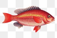 Vosmar's Grunt png sticker, fish vintage illustration, transparent background