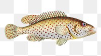 Dropped Perch png sticker, fish vintage illustration, transparent background