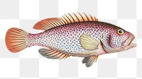 Negro-fish (Perca punctata) png sticker, fish vintage illustration, transparent background