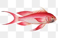 Red Grunt (Anthias Sacer) png sticker, fish vintage illustration, transparent background