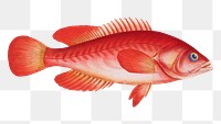 Red Wall-eye png sticker, fish vintage illustration, transparent background