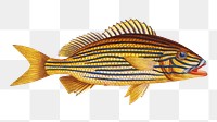 Grunt png sticker, fish vintage illustration, transparent background