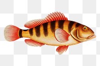 Streaked Grunt png sticker, fish vintage illustration, transparent background