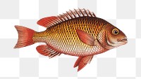 Png fish vintage illustration, transparent background