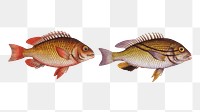 Double string & Japanese Grunt png sticker, fish vintage illustration, transparent background