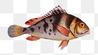 Png fish vintage illustration, transparent background