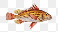 Png fish vintage illustration, transparent background