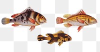 Vintage three fish png sticker, fish vintage illustration, transparent background