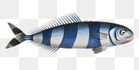 Pilote-Fish png sticker, fish vintage illustration, transparent background