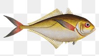 Green Mackrel png sticker, fish vintage illustration, transparent background