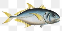 Carangoe png sticker, fish vintage illustration, transparent background