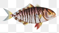 Streaked Mackrel png sticker, fish vintage illustration, transparent background