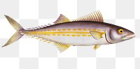 King's(Scomber regalis) png sticker, fish vintage illustration, transparent background