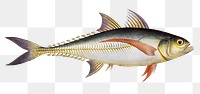 Rottler's Mackrel png sticker, fish vintage illustration, transparent background