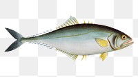 Jumper png sticker, fish vintage illustration, transparent background