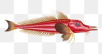 Rochet (Trigla cataphracta) png sticker, fish vintage illustration, transparent background