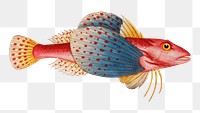 Png fish vintage illustration, transparent background