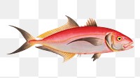 Red Mackrel png sticker, fish vintage illustration, transparent background
