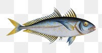 Plumier's Mackrel png sticker, fish vintage illustration, transparent background