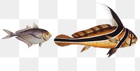 Ribban-Fish & Klein's Mackrel png sticker, fish vintage illustration, transparent background