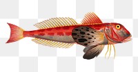 Streaked Gurnard (Trigla lineata) png sticker, fish vintage illustration, transparent background