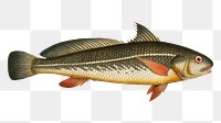 Karutt (Johnius Carutta) png sticker, fish vintage illustration, transparent background